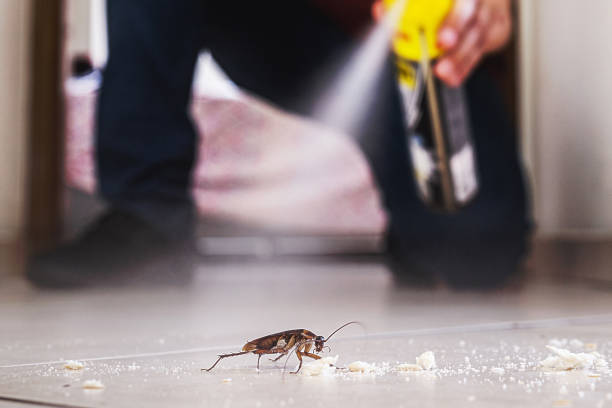 Trusted Somersworth, NH Pest Control Experts
