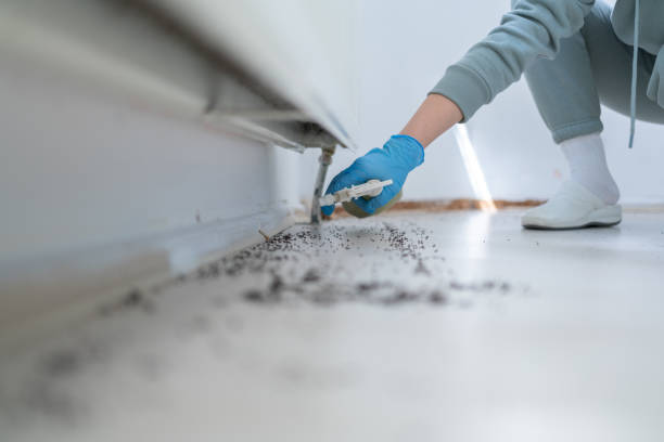 Best Affordable Pest Control Services  in Somersworth, NH